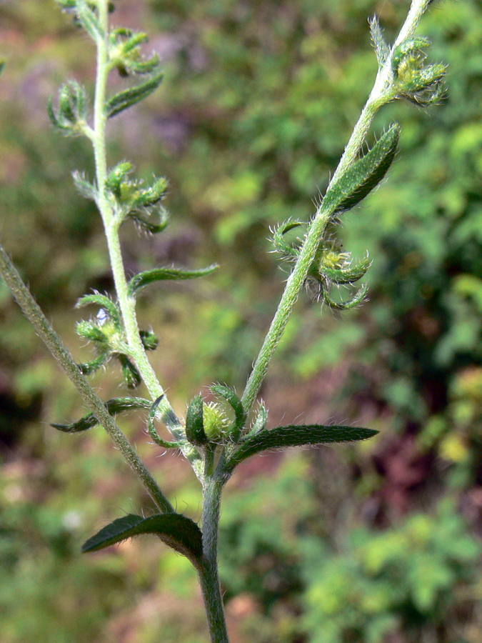 Image of Lappula squarrosa specimen.