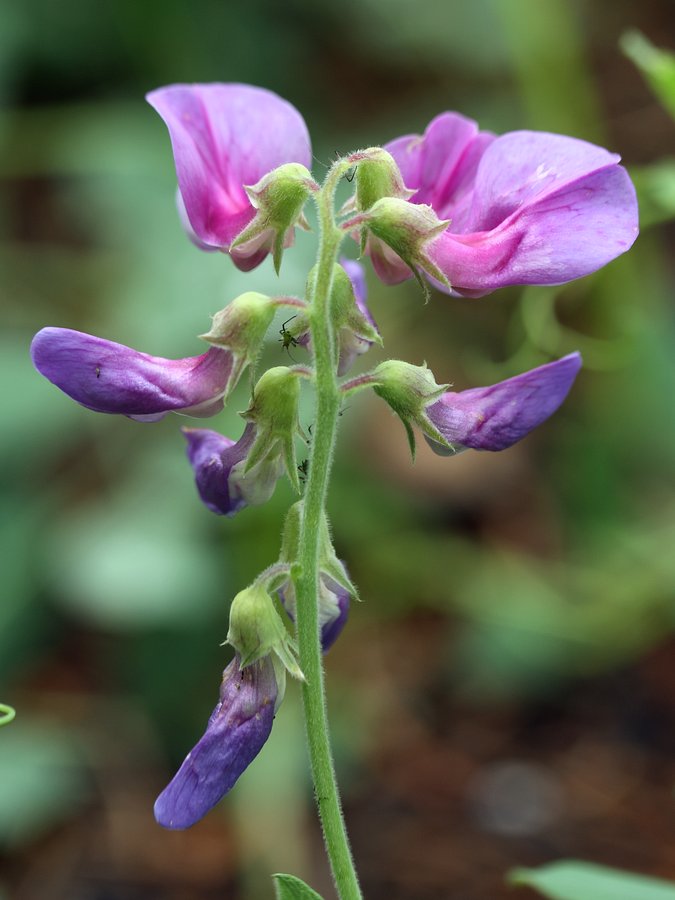 Image of Lathyrus japonicus ssp. pubescens specimen.