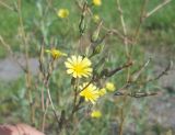 Lactuca serriola