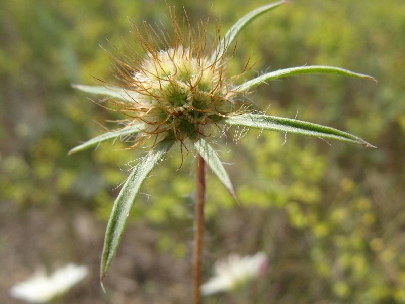 Image of Lomelosia argentea specimen.