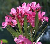 Nerium oleander. Верхушки цветущих побегов. Южный берег Крыма, Понизовка, заброшенный парк вблизи санатория \"Зори Украины\". 5 июля 2011 г.