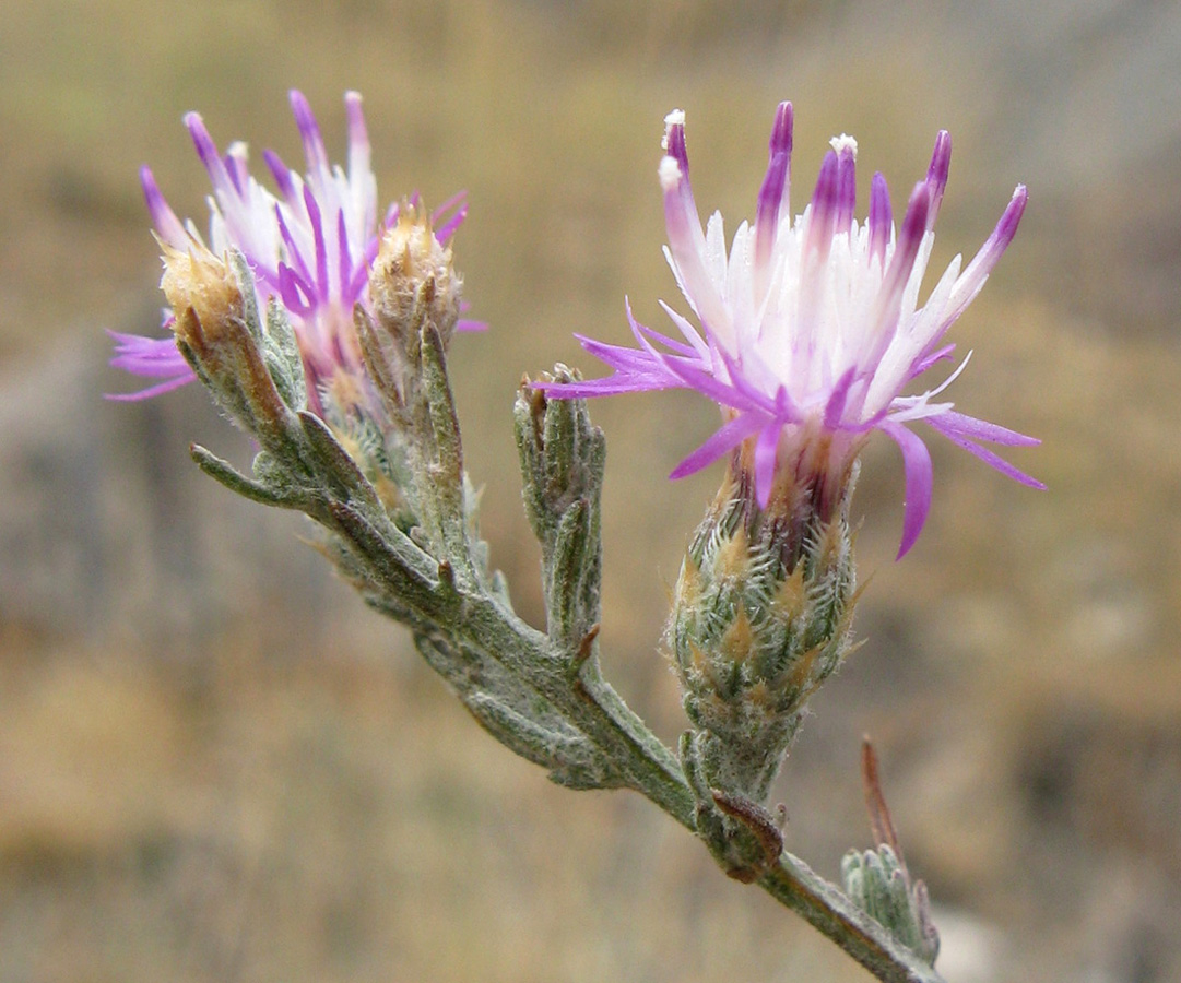 Image of Centaurea caprina specimen.