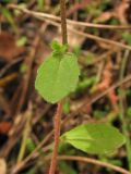 Campanula rhodensis. Часть побега. Греция, остров Родос, Семь источников (Epta Piges), на скале у обочины дороги. 5 мая 2011 г.