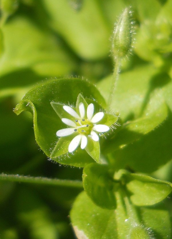 Изображение особи Stellaria media.