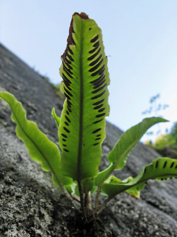 Изображение особи Phyllitis scolopendrium.