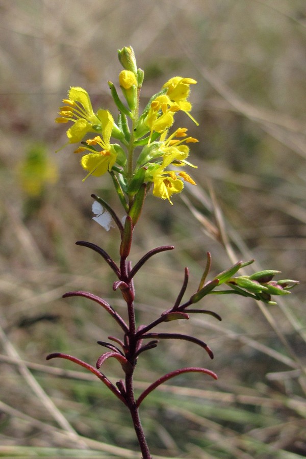 Image of Orthanthella lutea specimen.