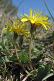 Taraxacum bessarabicum