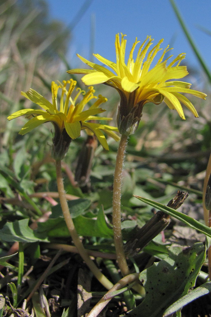 Изображение особи Taraxacum bessarabicum.