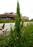 Rumex crispus