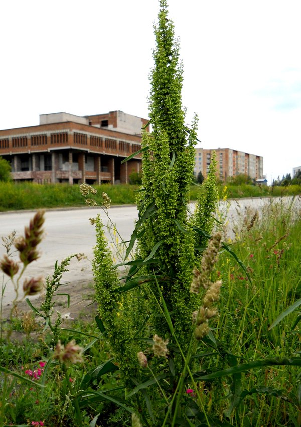 Image of Rumex crispus specimen.