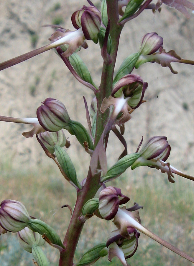 Image of Himantoglossum caprinum specimen.