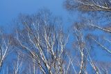 Betula pendula. Кроны деревьев ранней весной. Москва, Кузьминский лесопарк. 25.04.2006.