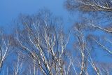 Betula pendula. Кроны деревьев ранней весной. Москва, Кузьминский лесопарк. 25.04.2006.