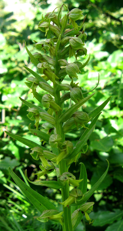 Image of Dactylorhiza viridis specimen.