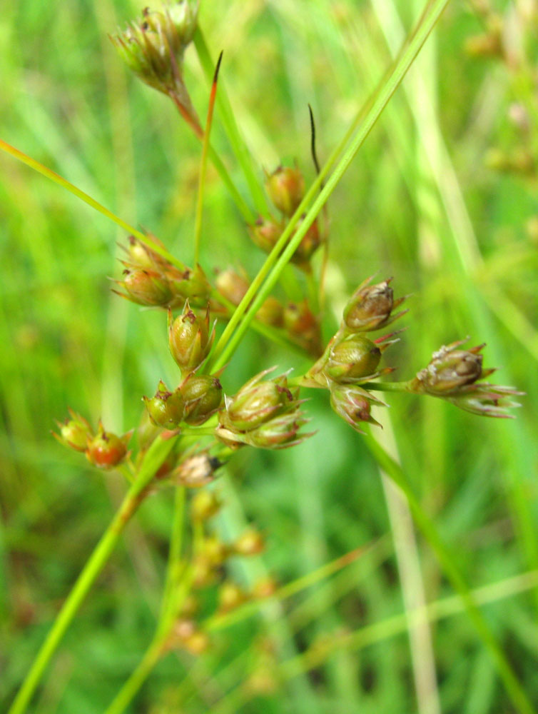 Изображение особи Juncus tenuis.