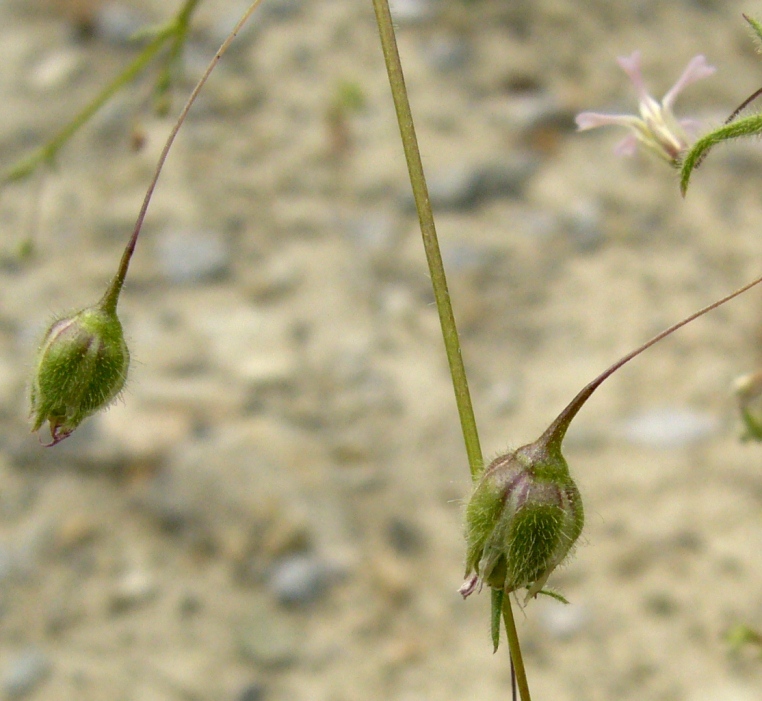 Изображение особи Pseudosaponaria pilosa.