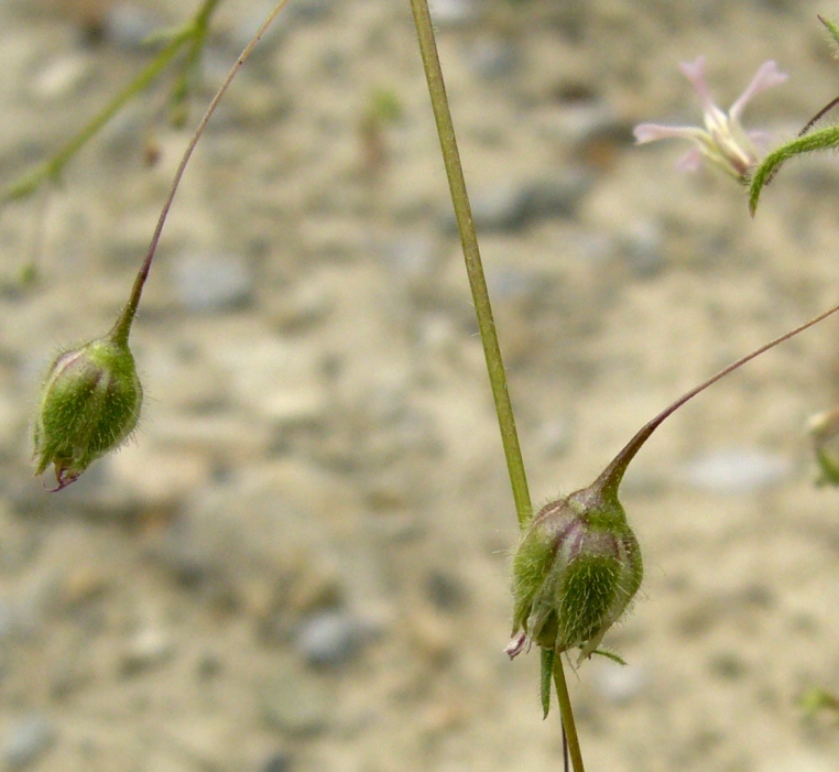 Image of Pseudosaponaria pilosa specimen.