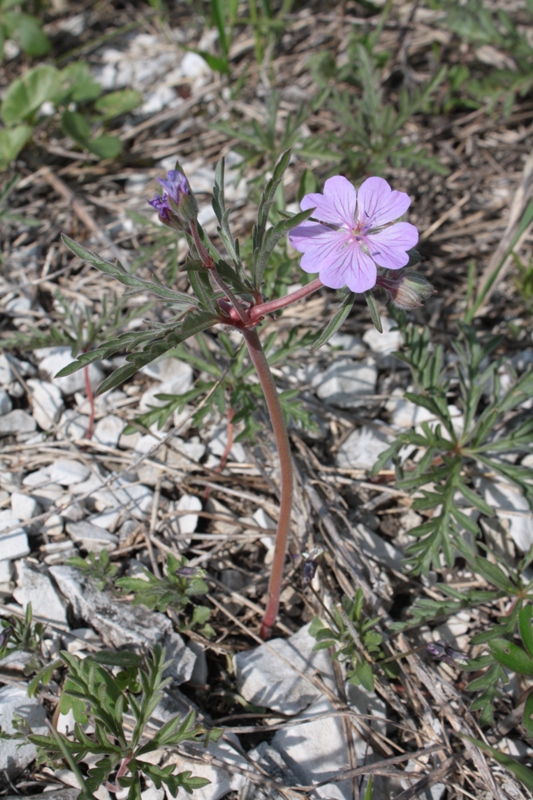 Изображение особи Geranium tuberosum.