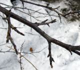 Image of taxon representative. Author is Евгений Берестовский