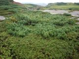 Pinus pumila. Группа растений в окружении багульника. Сахалинская обл., Курильские острова, о. Кунашир, кальдера влк. Головнина. 06.10.2011.