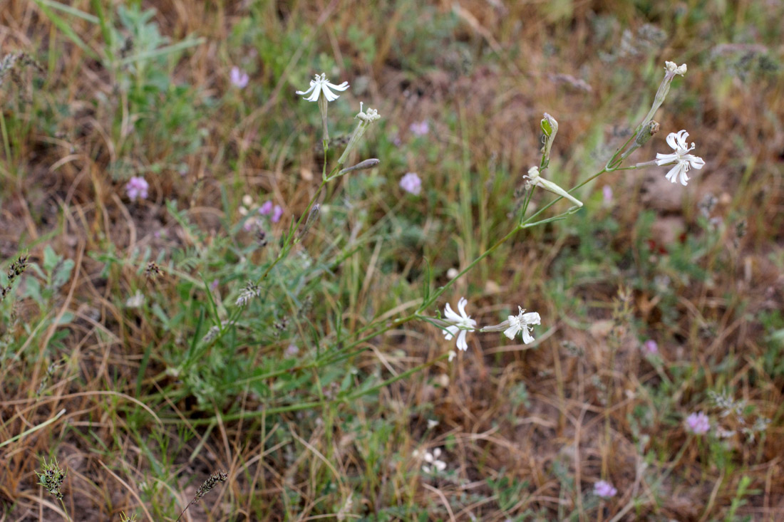 Изображение особи Silene sarawschanica.