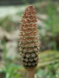 Equisetum arvense