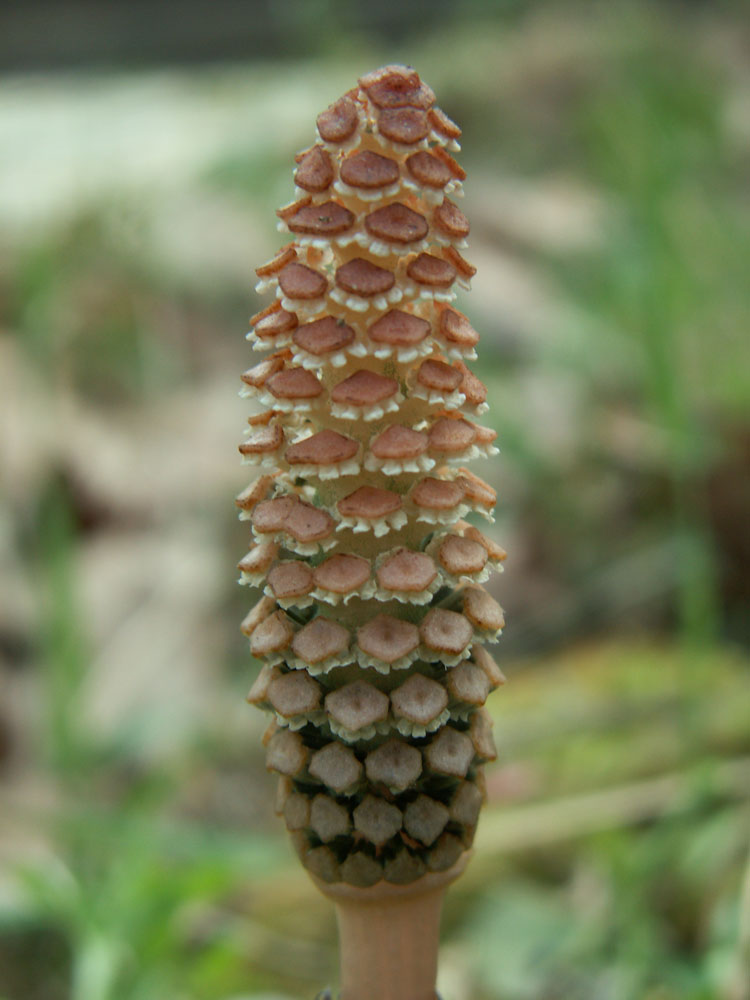 Изображение особи Equisetum arvense.