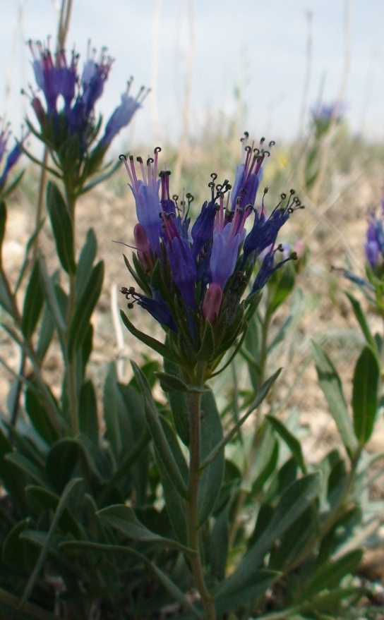 Изображение особи Moltkia caerulea.