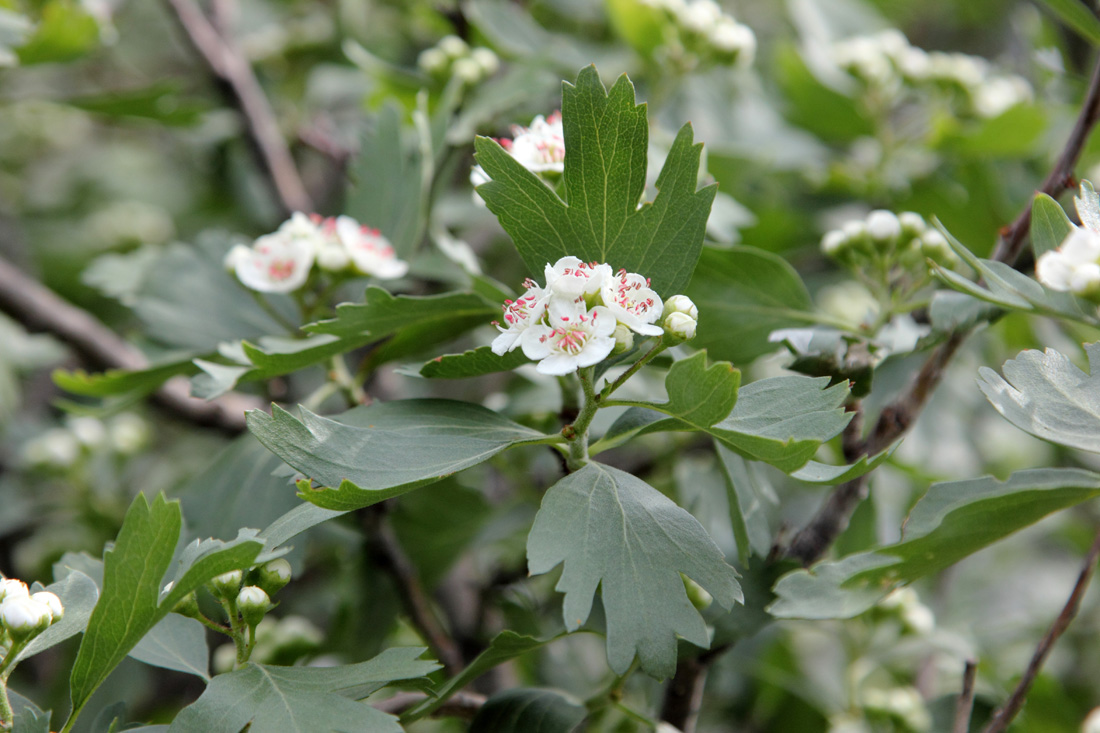 Изображение особи Crataegus pontica.