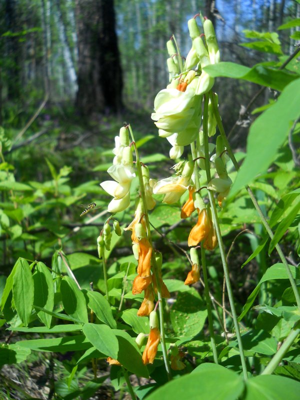 Image of Lathyrus gmelinii specimen.