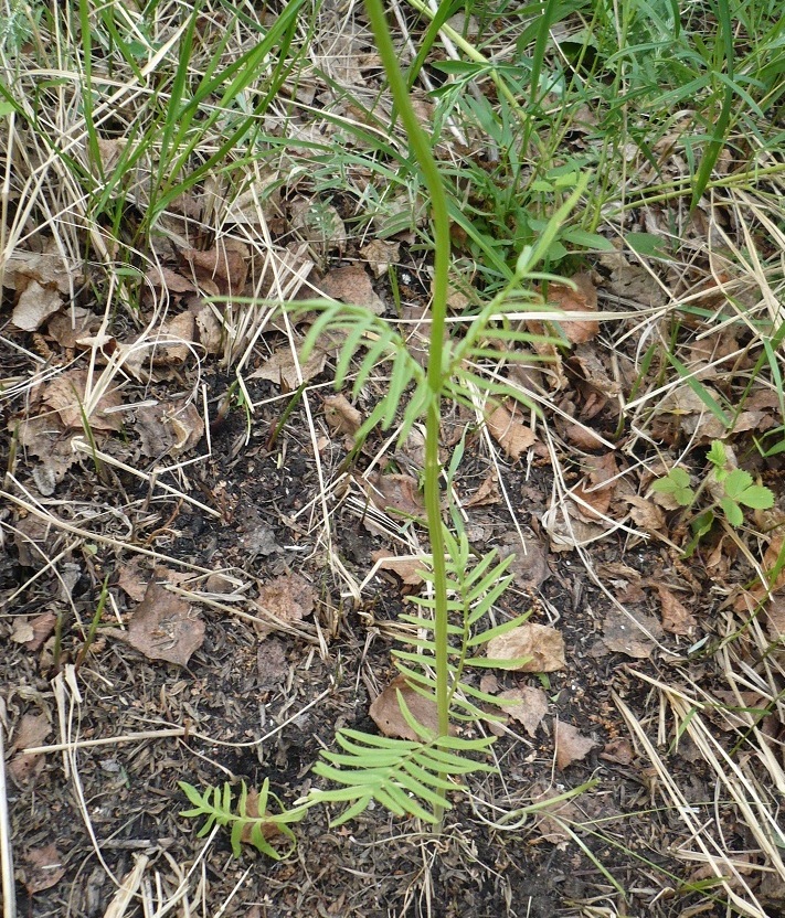 Изображение особи Valeriana rossica.