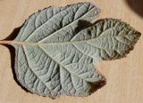 Hydrangea quercifolia. Лист (обратная сторона). Германия, г. Кемпен, в парке. 09.06.2012.