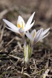 Crocus alatavicus