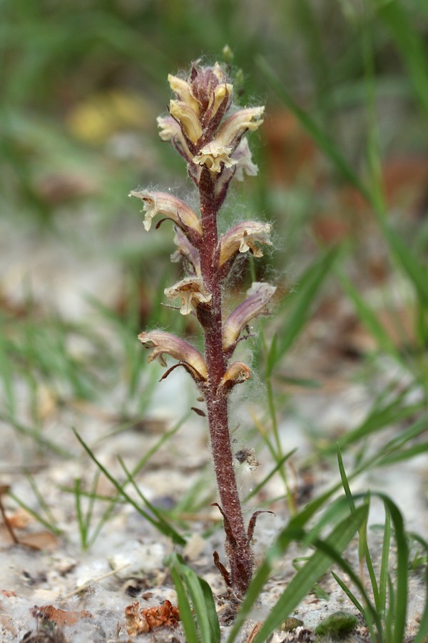 Image of genus Orobanche specimen.