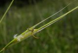 род Stipa