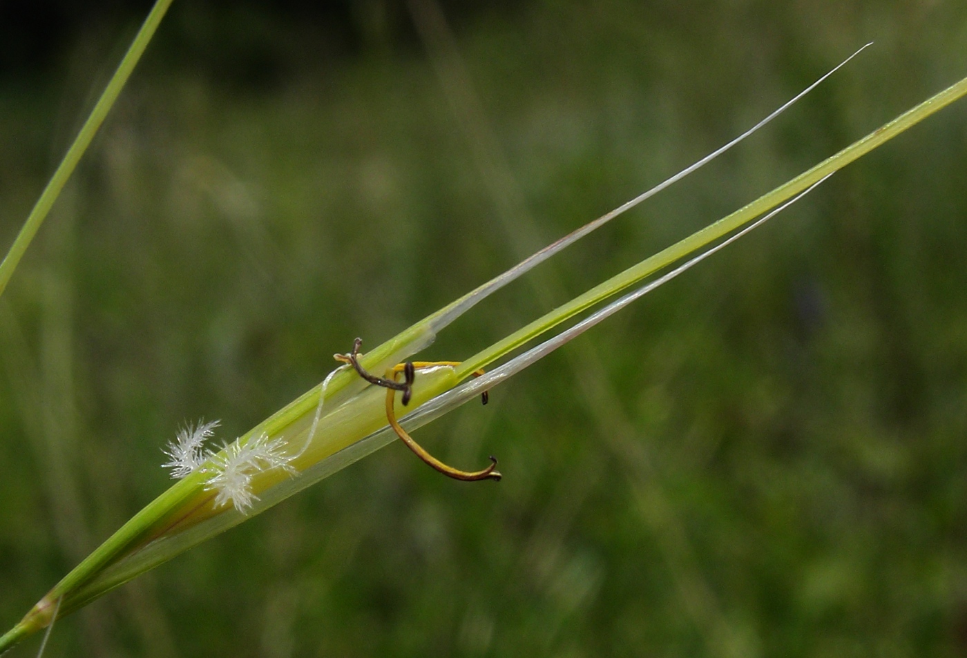 Изображение особи род Stipa.