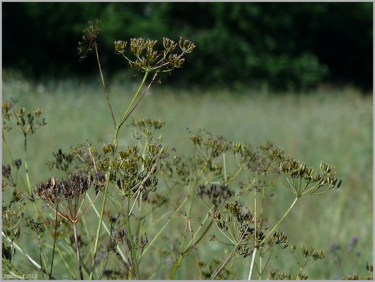 Изображение особи Anthriscus sylvestris.