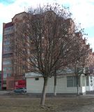 Sorbus aria. Взрослое дерево ранней весной. Курская обл., г. Железногорск. 7 апреля 2009 г.