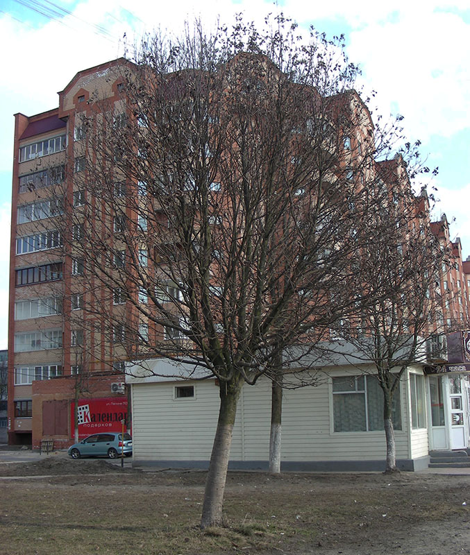 Изображение особи Sorbus aria.