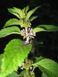 Mentha arvensis
