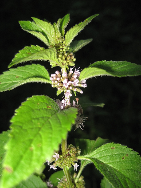 Изображение особи Mentha arvensis.