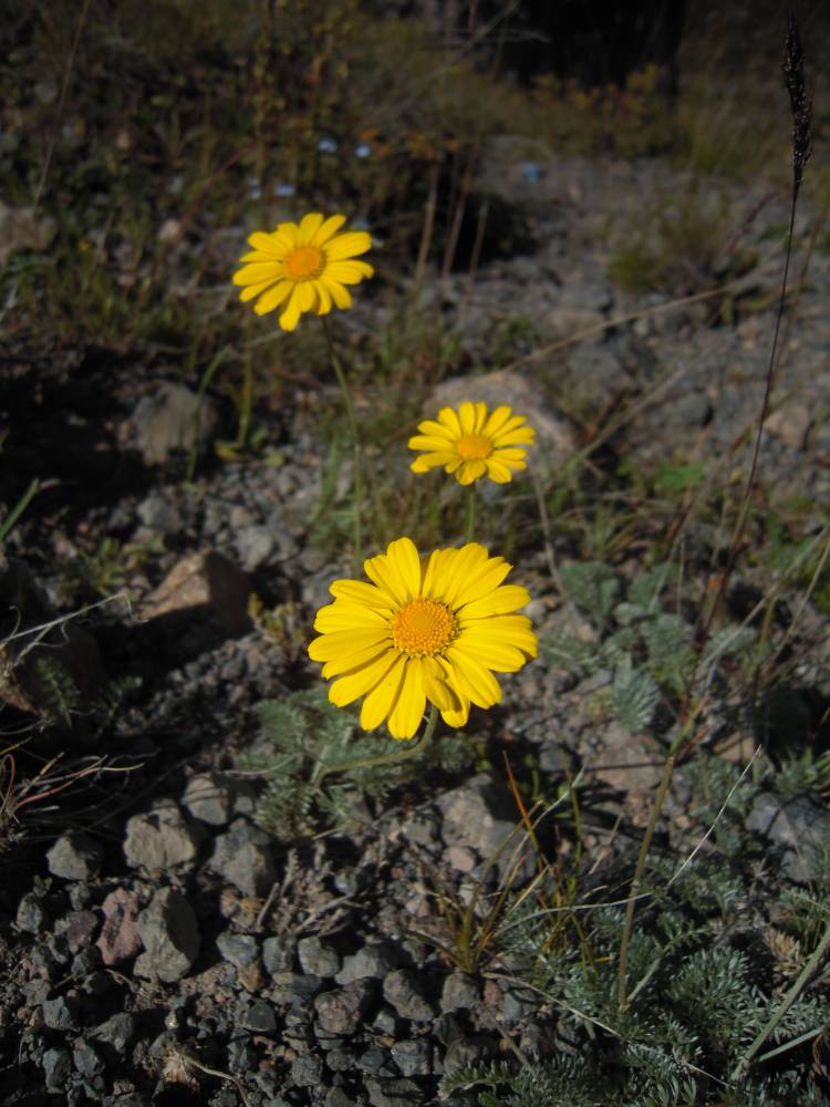 Image of Anthemis marschalliana ssp. pectinata specimen.