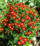 Tagetes tenuifolia. Цветущие растения. Германия, Бавария, Средняя Франкония, г. Нюрнберг, Нюрнбергская крепость, клумба. 28.06.2012.
