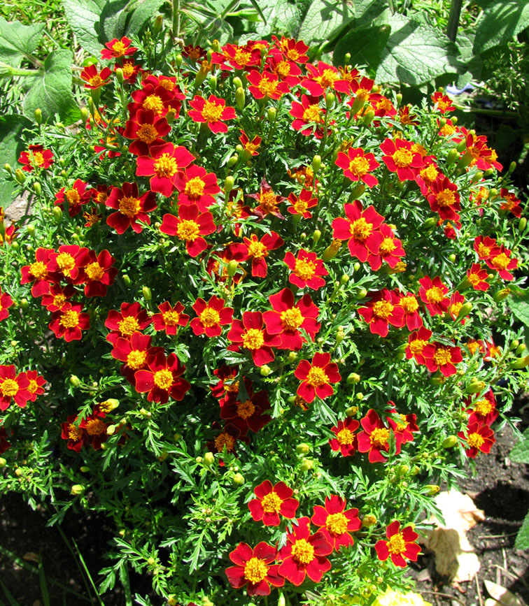 Изображение особи Tagetes tenuifolia.