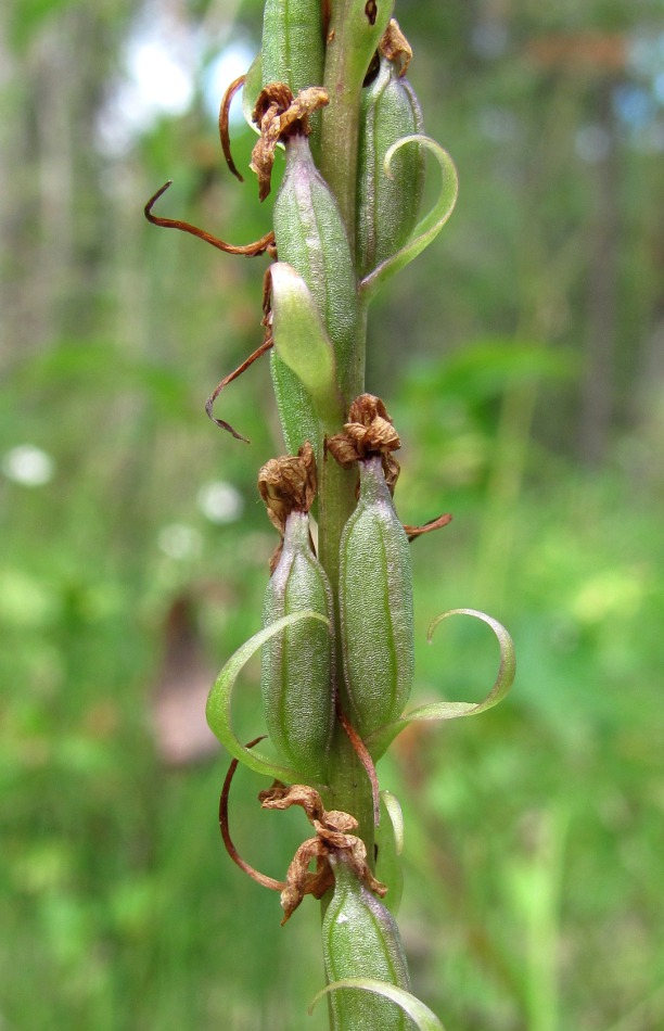 Изображение особи Gymnadenia conopsea.