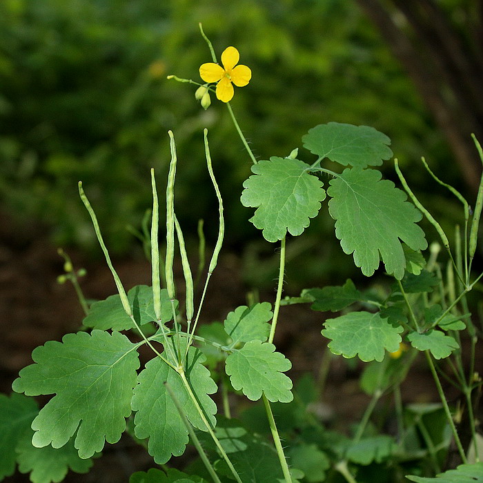 Изображение особи Chelidonium majus.