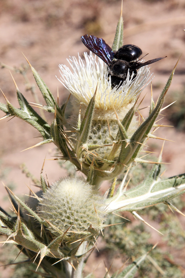 Изображение особи Cirsium turkestanicum.