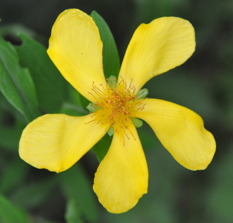 Image of Hypericum gebleri specimen.