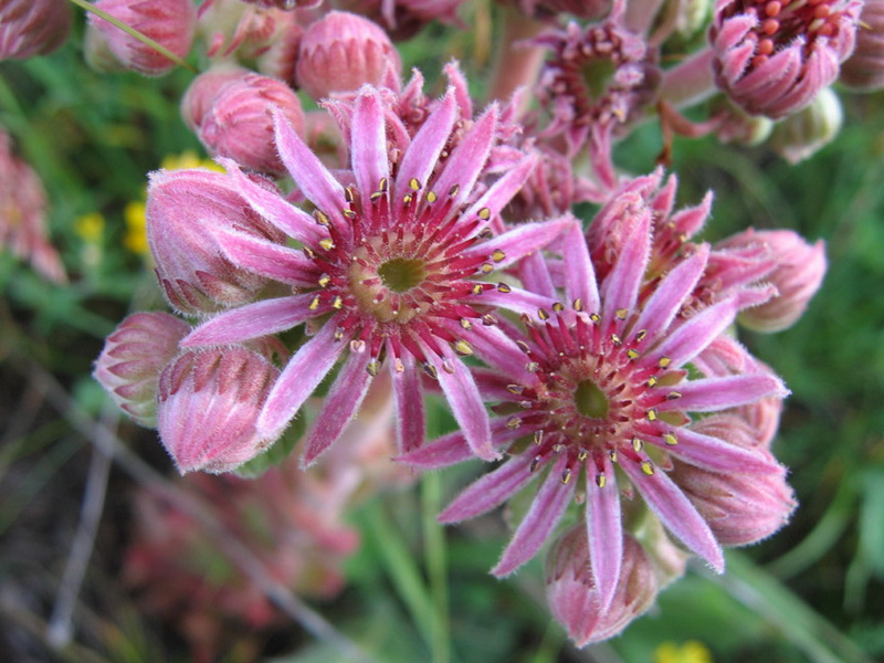 Изображение особи Sempervivum caucasicum.