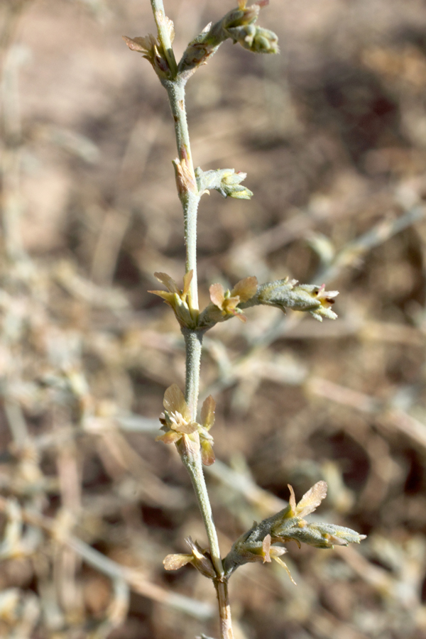 Изображение особи Girgensohnia oppositiflora.